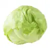 Foto de Lechuga